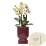 Orchidee Lausanne wit met rode Diabolo sierpot – waterreservoir