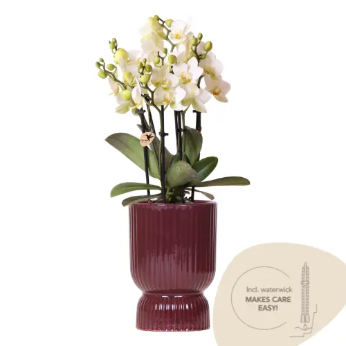 Orchidee Lausanne wit met rode Diabolo sierpot – waterreservoir