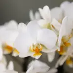 Orchidee Lausanne wit met rode Diabolo sierpot – waterreservoir