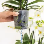 Orchidee Lausanne wit met rode Diabolo sierpot – waterreservoir