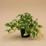 Tradescantia groen-wit kunstplant in pot
