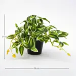 Tradescantia groen-wit kunstplant in pot — productfoto 2