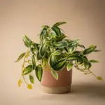 Tradescantia groen-wit kunstplant in pot — productfoto 3
