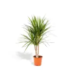 Dracaena Marginata kamerplant – drakenbloedboom