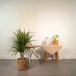 Dracaena Marginata kamerplant – drakenbloedboom