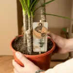 Dracaena Marginata kamerplant – drakenbloedboom