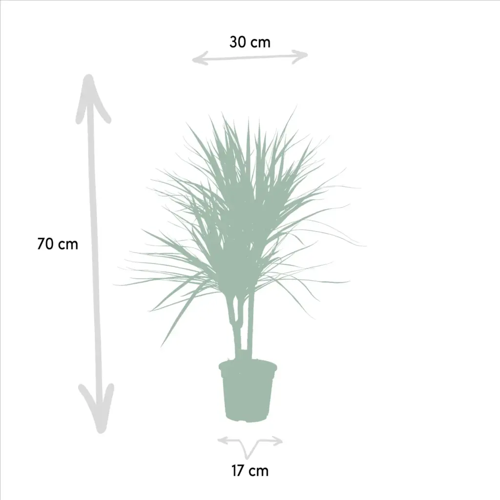Dracaena Marginata kamerplant – drakenbloedboom