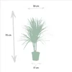 Dracaena Marginata kamerplant – drakenbloedboom