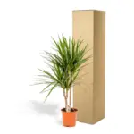 Dracaena Marginata kamerplant – drakenbloedboom