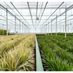 Dracaena Marginata kamerplant – drakenbloedboom