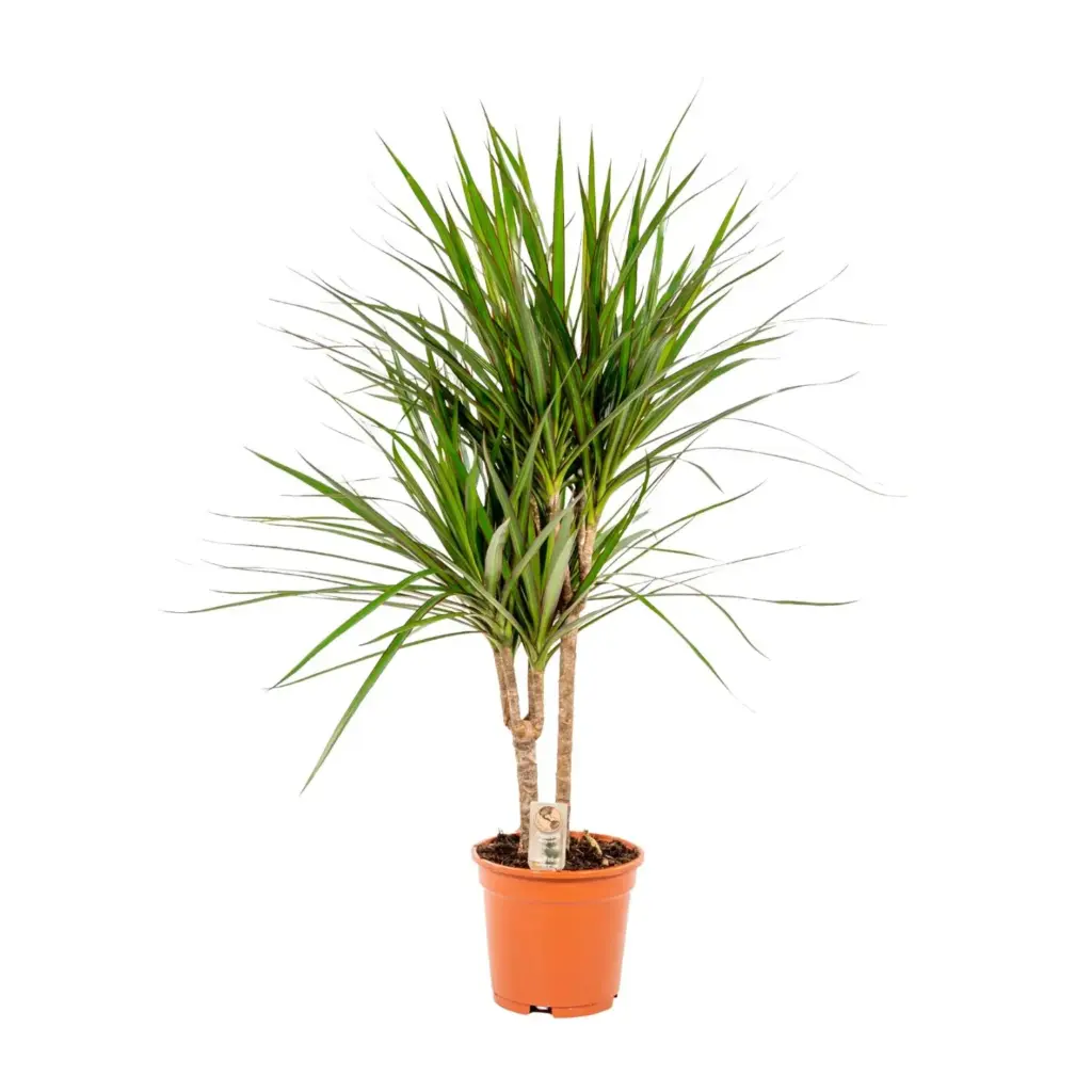 Dracaena Marginata kamerplant – drakenbloedboom
