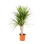 Dracaena Marginata kamerplant – drakenbloedboom