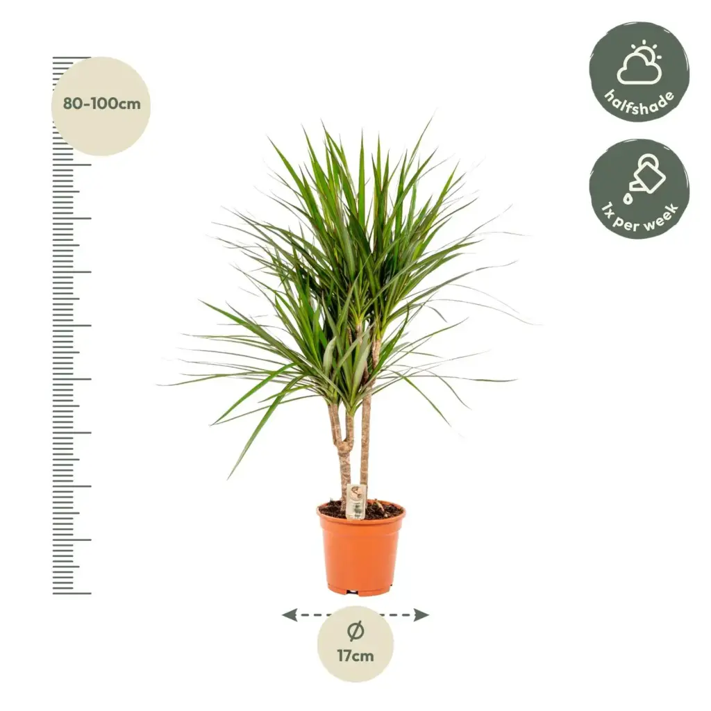 Dracaena Marginata kamerplant – drakenbloedboom