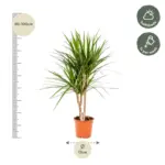 Dracaena Marginata kamerplant – drakenbloedboom