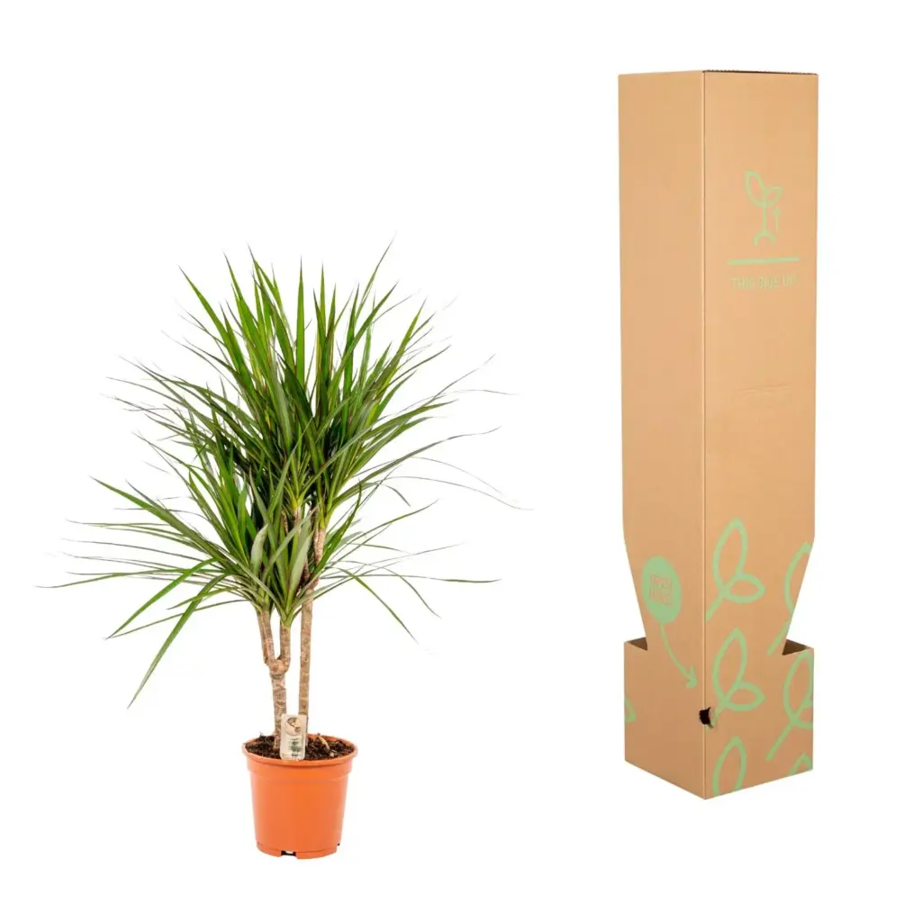Dracaena Marginata kamerplant – drakenbloedboom