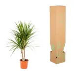 Dracaena Marginata kamerplant – drakenbloedboom