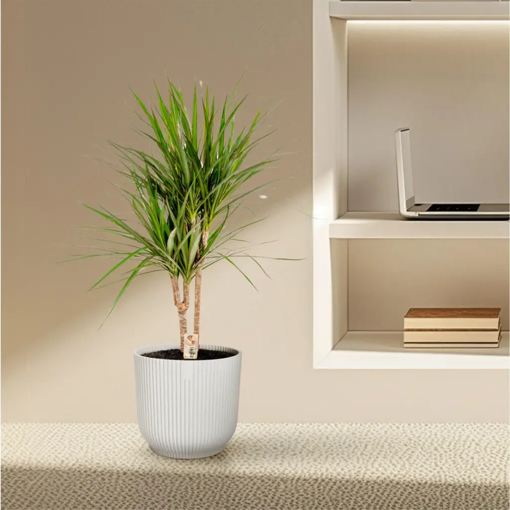 Dracaena Marginata kamerplant – drakenbloedboom