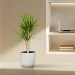 Dracaena Marginata kamerplant – drakenbloedboom