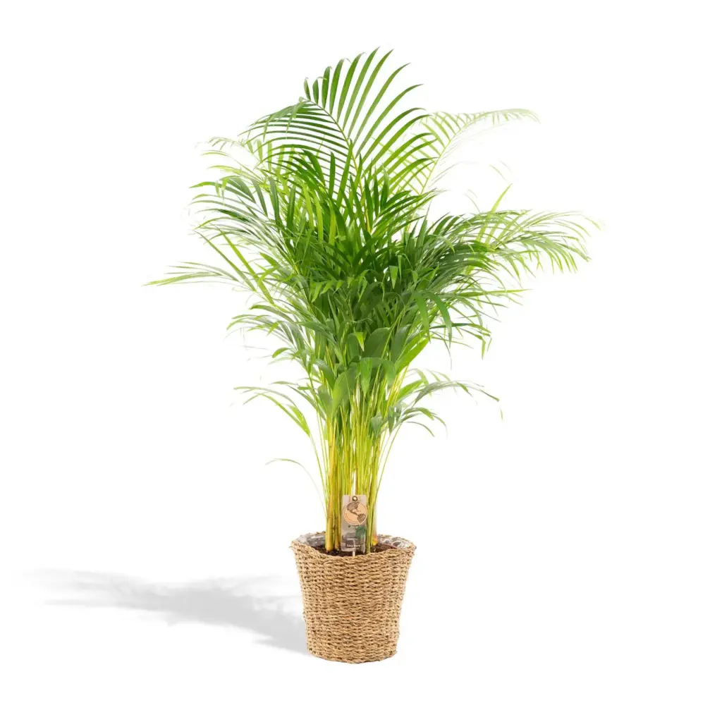 Areca palm kamerplant in gevlochten mand