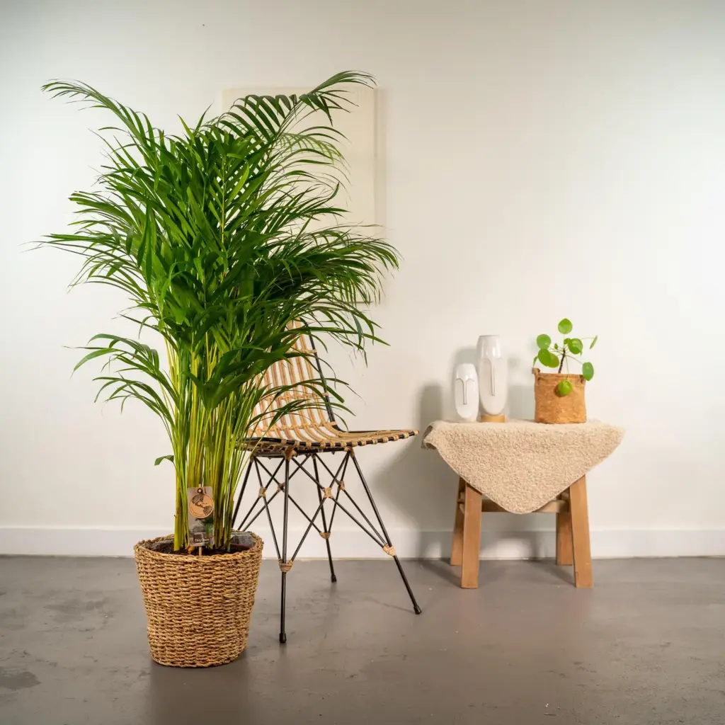 Areca palm kamerplant in gevlochten mand