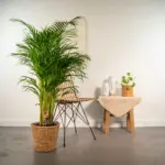 Areca palm kamerplant in gevlochten mand