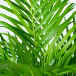 Areca palm kamerplant in gevlochten mand