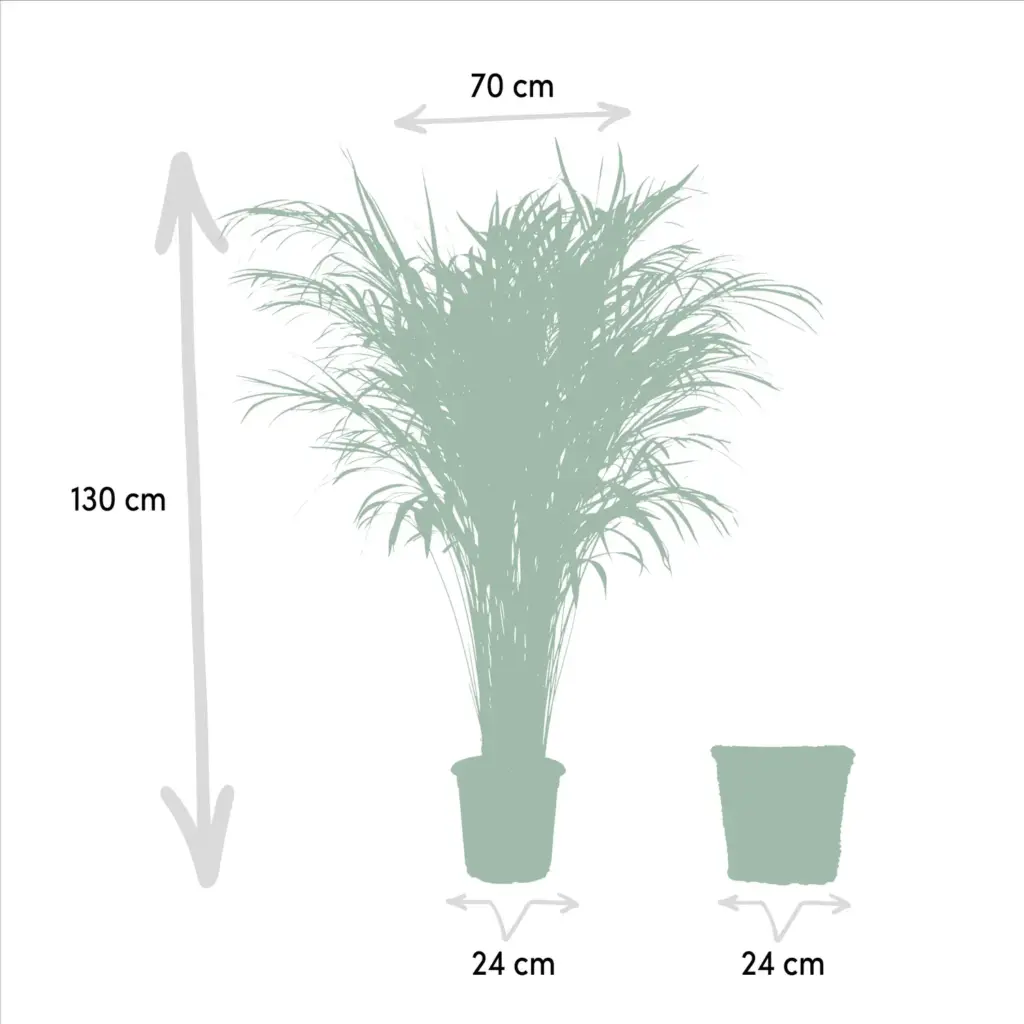 Areca palm kamerplant in gevlochten mand