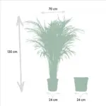 Areca palm kamerplant in gevlochten mand
