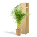 Areca palm kamerplant in gevlochten mand