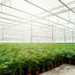 Areca palm kamerplant in gevlochten mand